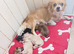 Chihuahua puppies