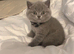 GCCF and TICA registered British Shorthair kittens