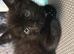 KITTENS READY NOW