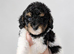 Stunning male toy parti poodle!