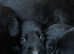 Beautiful KC Black Labrador Puppies