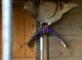 11 Racing Pigeons for Sale &ndash; &pound;200