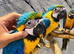 Stunning Baby HandReared Friendly Super Tame Cuddly Blue & Gold Macaw Parrot, 26