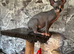 2 Sphynx male kittens ( TICA)