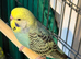 8 week old baby budgies available