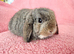 Selection of mini lop babies available