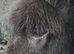 Miniature jack donkey