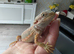 Baby bearded dragons now reduced to get good homes