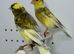 Beautiful pair of jaspe raza canaries for sale