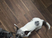 Dachshund x jack Russel
