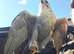 1 male gyrsaker falcon
