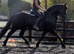 Registered Kroon/Crown Friesian Mare