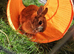 Netherland dwarf bunnies