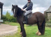 Hermits cob gelding to make 15hh plus