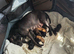 Beautiful mixed breed pups
