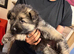 One puppy left, long haired GSD