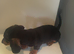 Dachshund puppy boy miniature ready now