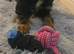 5 month old pup for sale
