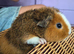 BABY TEDDY SOWS