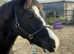 Welsh sec c colt