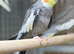 Cocktail parrot