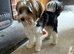 10 month old - Biewer Terrier
