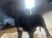Beautiful cane corso puppies