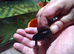 L239 pleco baryancistrus begini