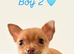 Tiny Chihuahua Puppies