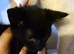 2 Beautiful Kittens Looking for Loving Home