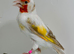 Beautiful Mutation Pair of Siberian Goldfinches