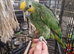 HandTame Talking Baby Amazon Parrots