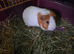 Two bonded female Guinea Pigs