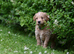 *Ready now* Health Tested Goldendoodles
