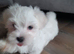Two beautiful pedigree Maltese boys eft
