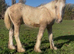 Palomino Irish cob foal to make 16hh+