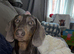 Female dachshund