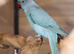 Baby Blue Ring Neck Talking Parrots,2