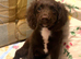 Cocker spaniel girl