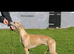 Beautifull whippet puppies
