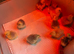 PEEKING LAVENDER BANTAM CHICKS &ndash; BORN ON 13/05/2024
