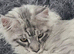 Beautiful male maine coon for sale