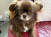 Beautiful female Pekingese cross