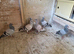 syrian damascene dewlap pigeons