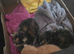 Mix breed cat