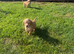 working cocker spaniel puppies
