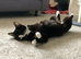 3 year old tuxedo cat for sale