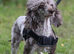 Stunning chocolate Merle poodle boy