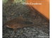 Similis Corydora &pound;6 each or 2 for &pound;10
