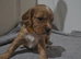 9 cocker Spaniel Puppies